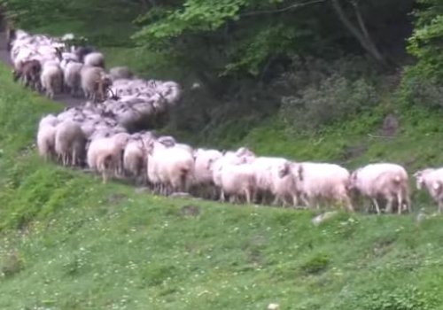 Transhumance dans les Pyrénées